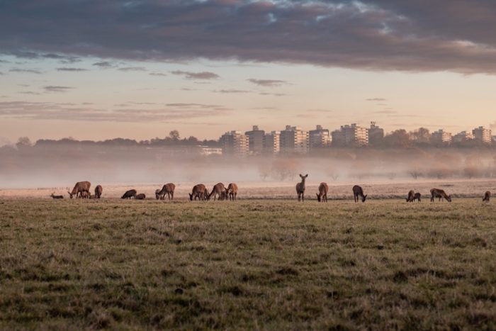 I-cervi-di-Richmond-park-a-Londra-Inghilterra