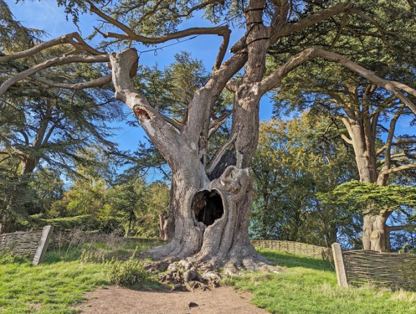 il parco di Blenheim Palace ospita un cedro del Libano secolare usato nella scena in cui un giovane Severus Snape viene deriso dai Malandrini in Harry Potter e l'Ordine della Fenice.