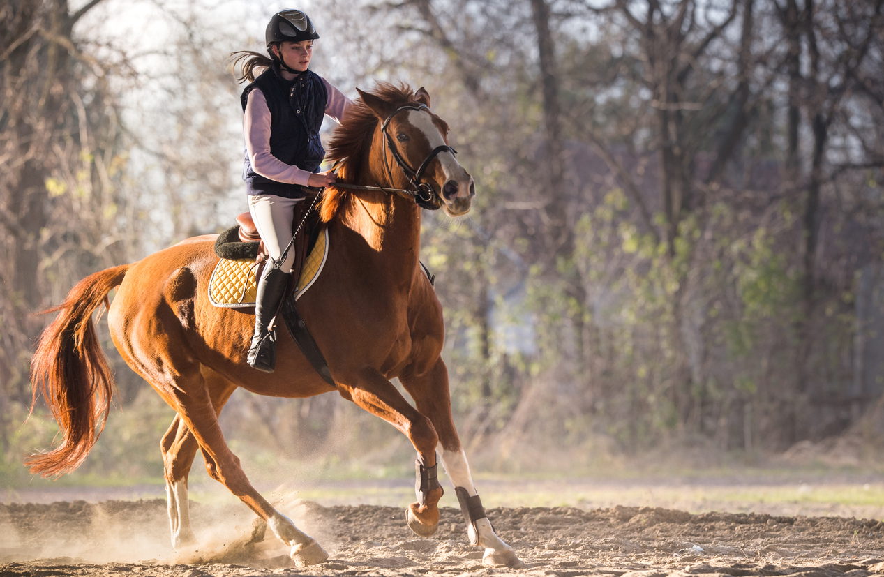 horse riding camp cork horse riding camp cork