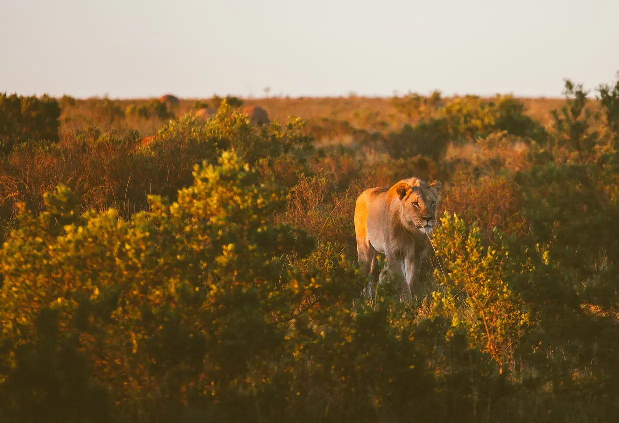 safari al Lion Park
