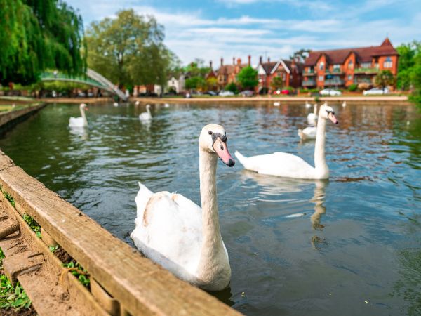 Il British Wildlife Center